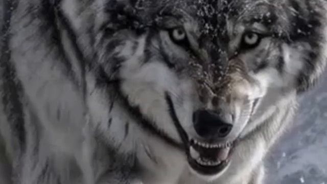 НЕ СТАЛ КАК ВЫ.