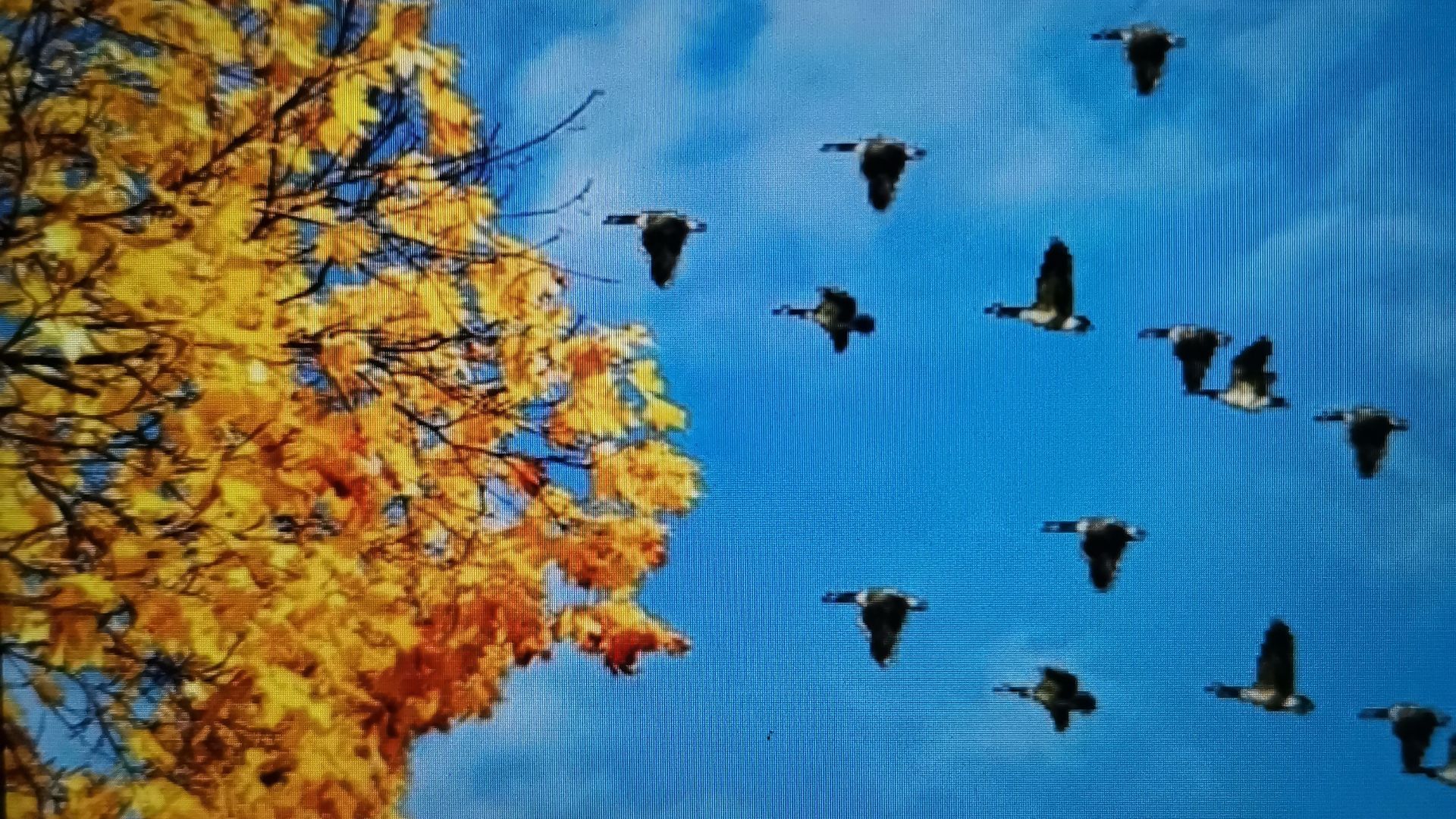 Не нужен мне берег турецкий  (Летят перелётные птицы)