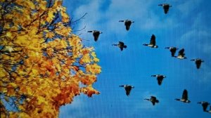 Не нужен мне берег турецкий  (Летят перелётные птицы)