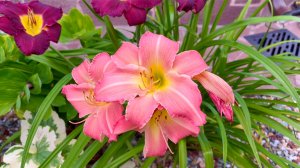 Почему желтеют листья у лилейников и ирисов.