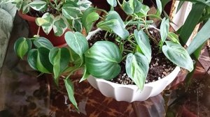 Эпипремнумы уход, укоренение черенков