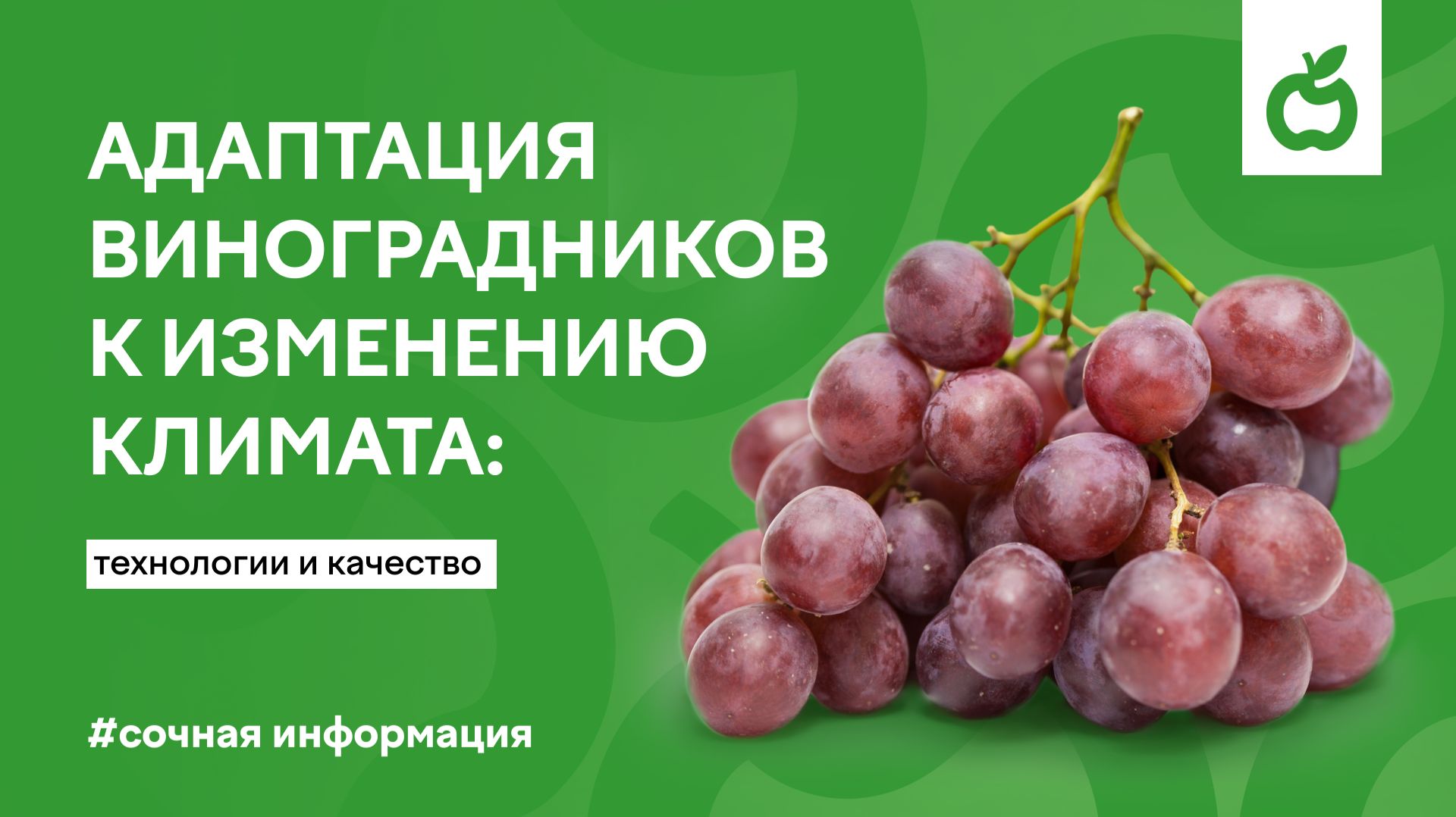 Адаптация виноградников к изменению климата: технологии и качество