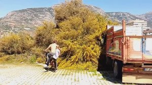 Весенний Махмутлар.Аланья. Турция 2026.