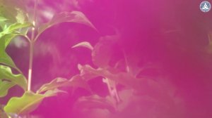 Медитация - Благословие Гармонии