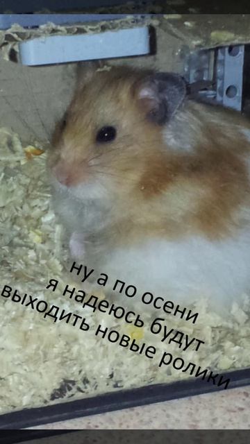 мини обявление2