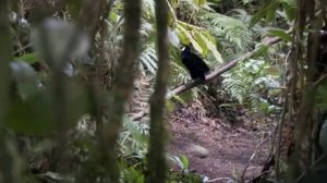 Брачный танец райской птицы.