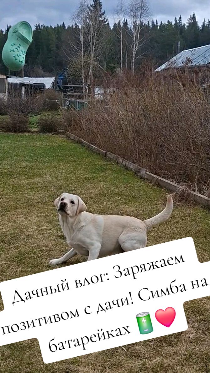 Дачный влог: Заряжаем позитивом с дачи! Симба на батарейках 🔋❤