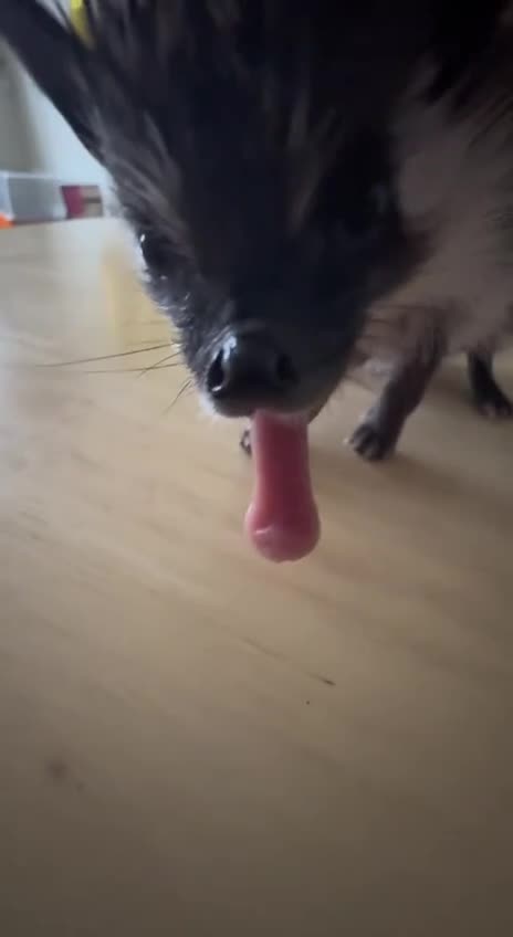 #животные #Милые #видео