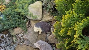 ЧЕРЕНКУЮ ТУЮ...ДЕЛЮСЬ С ВАМИ 🥰ОБХОД ТЕРРИТОРИИ 😅