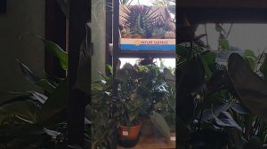 Волшебный магазин# цветы#