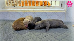 Все щенки замёрзли 🥶