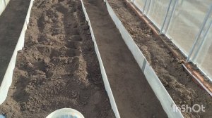 Первые посадки в теплице.