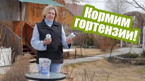 Удобрения для гортензии: чем подкормить весной, летом и осенью