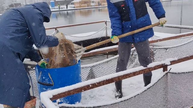 запуск форели