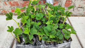 Сажаю 12 сортов клубники.