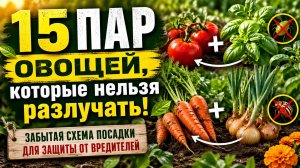 15 ПАР ОВОЩЕЙ, которые нельзя разлучать! Забытая схема посадки из ссср для защиты от вредителей.
