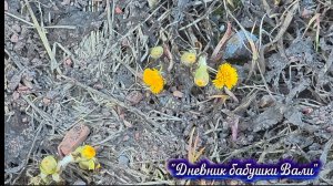 Воргашор. Уже цветёт  мать-и-мачеха.