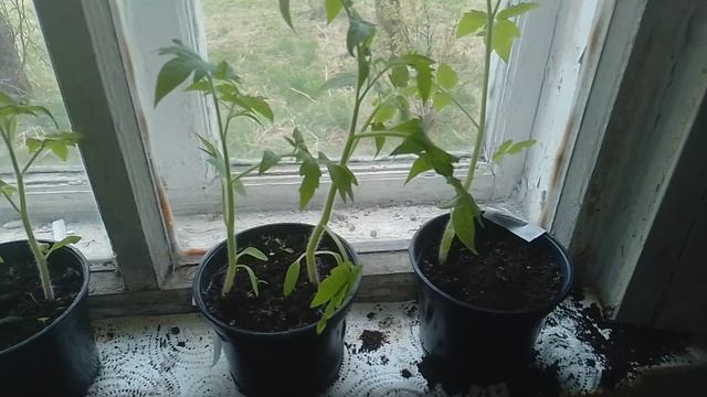 Рассада моих помидорчиков 👍😃