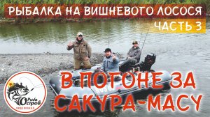 Ловля САКУРА-МАСУ (сима) на Сахалине: вишнёвый лосось — настоящий самурай среди рыб, Часть 3
