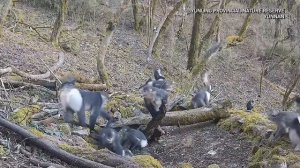 🐒Обезьяны на водопое в заповеднике Юньлин