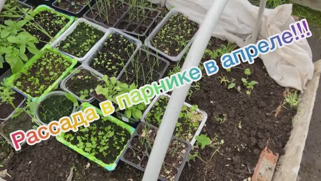 Рассада в парнике в апреле 2026
