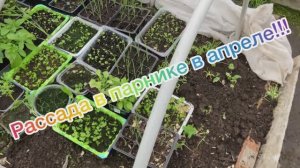 Рассада в парнике в апреле 2026