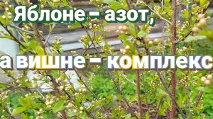 Первая весенняя подкормка вишни. Обработка от болезней и вредителей