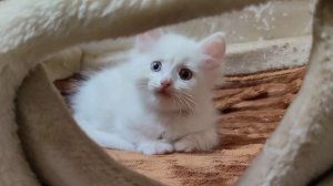 Котенок Микки зовет свою маму кошкой, потому что котенку грустно и он один в кошачьем домике.