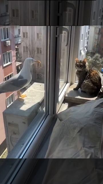 Ведутся переговоры