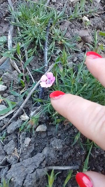 Новые цветы