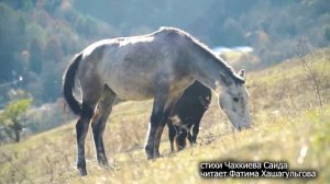 УТРО ИНГУШЕТИИ  290426