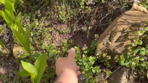 Посмотрим что в саду у меня ! И с внуком сажали елки !