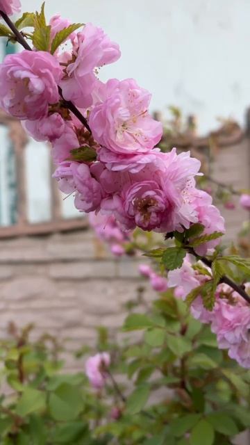 ДНР. Харцызск.  28.04.2026. Цветы у дома. Миндаль