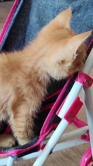 Котенок забрался в детскую коляску. #котята