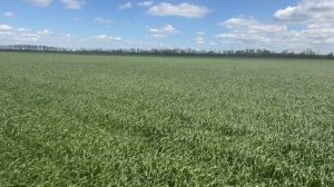 Озимая пшеница Таня 27.04.2026