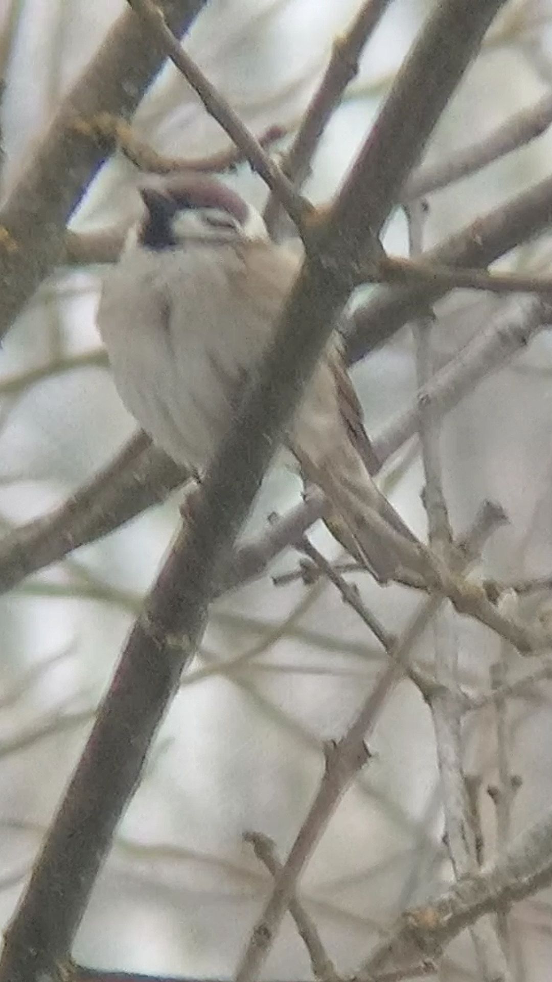 Полевой Воробей