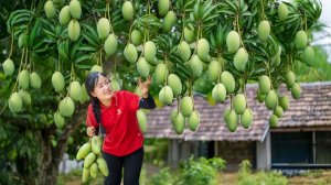 День бора более 1000 кг сочных манго на продажу — Elli Life