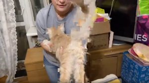 Котята питомника кошек  МАКСИМУМ ДУШИ