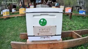 ТВОИ ПЧЁЛЫ - жизнь пчёл в прямом эфире