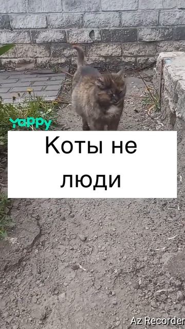 #стихипрокошек #осенний_пэт #кошачьистихи