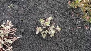 сделали рассадник, обкопали кусты