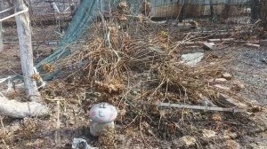 Мы, на даче. Работа идет полным ходом