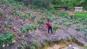 Как вырастить много манговых деревьев в саду на заднем дворе | Ly Phuc Vy