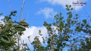 Прогулка в солнечный, но холодный ветерок 🌺👍