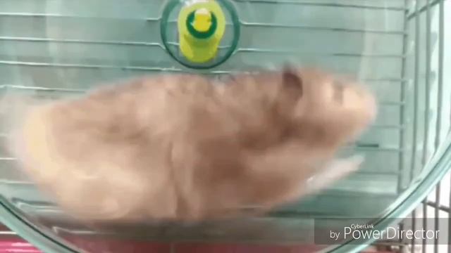 хомяк нелегальный