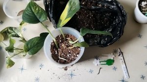 Пересадки 28.04.2026г.