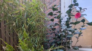 А я все сею  , да сажаю.