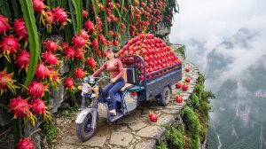 Собираю много плодов хлебного дерева, джекфрута, едем на рынок и продаем.