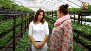 Выращиваем землянику в теплице.