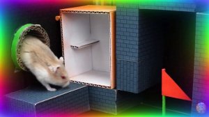 Хомяк столкнулся с непреодолимым испытанием на выживание! Испытание в лабиринте для хомяков. часть 1